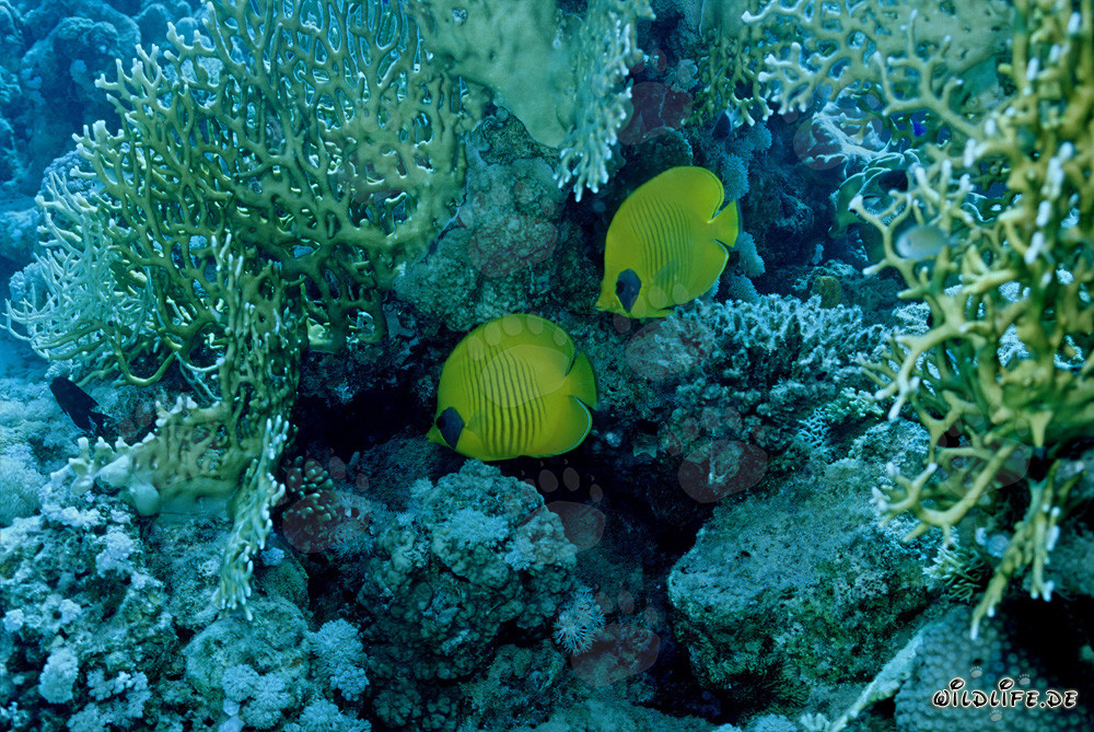 Poissons-papillons masqués en mer Rouge (Chaetodon semilaryatus)