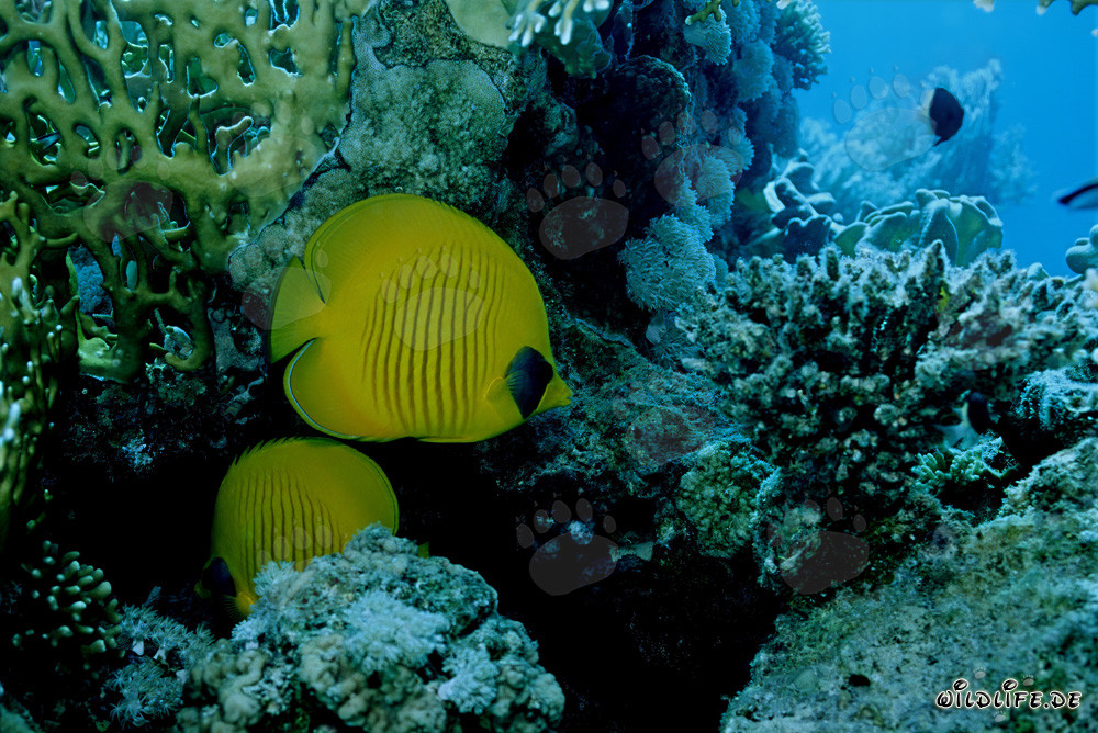 Two Masked Butterflyfish in the Red Sea