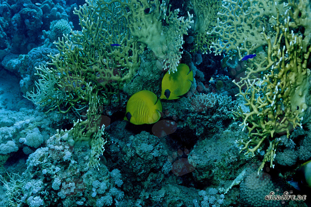 Two masked butterflyfish swimming gracefully in the Red Sea coral reef