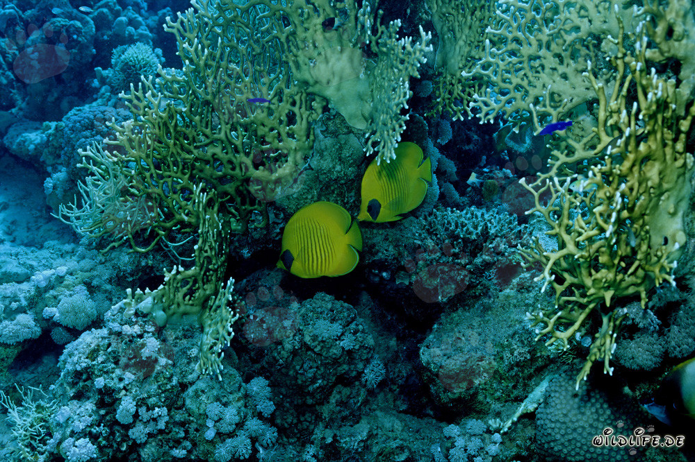 Falterfisch