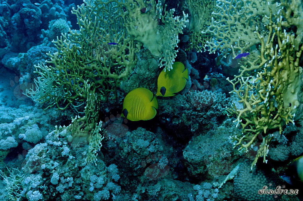 Dos peces mariposa máscara nadan elegantemente a través del arrecife de coral del Mar Rojo