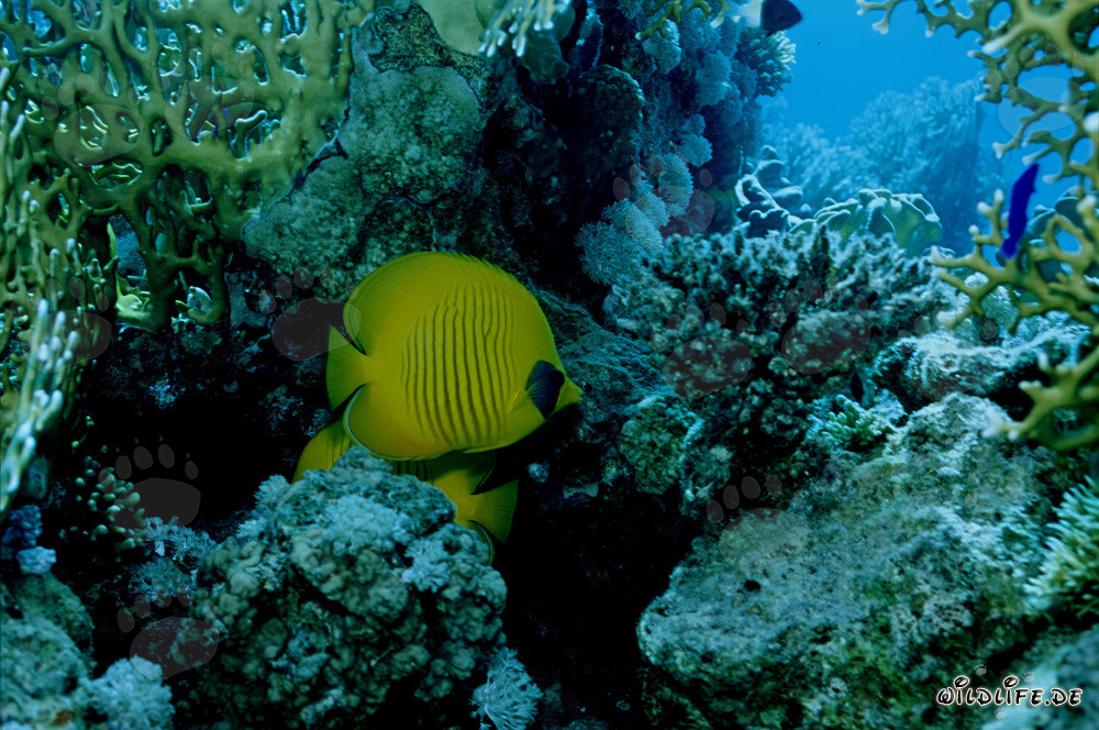 Fascinating Masked Butterflyfish in the Red Sea