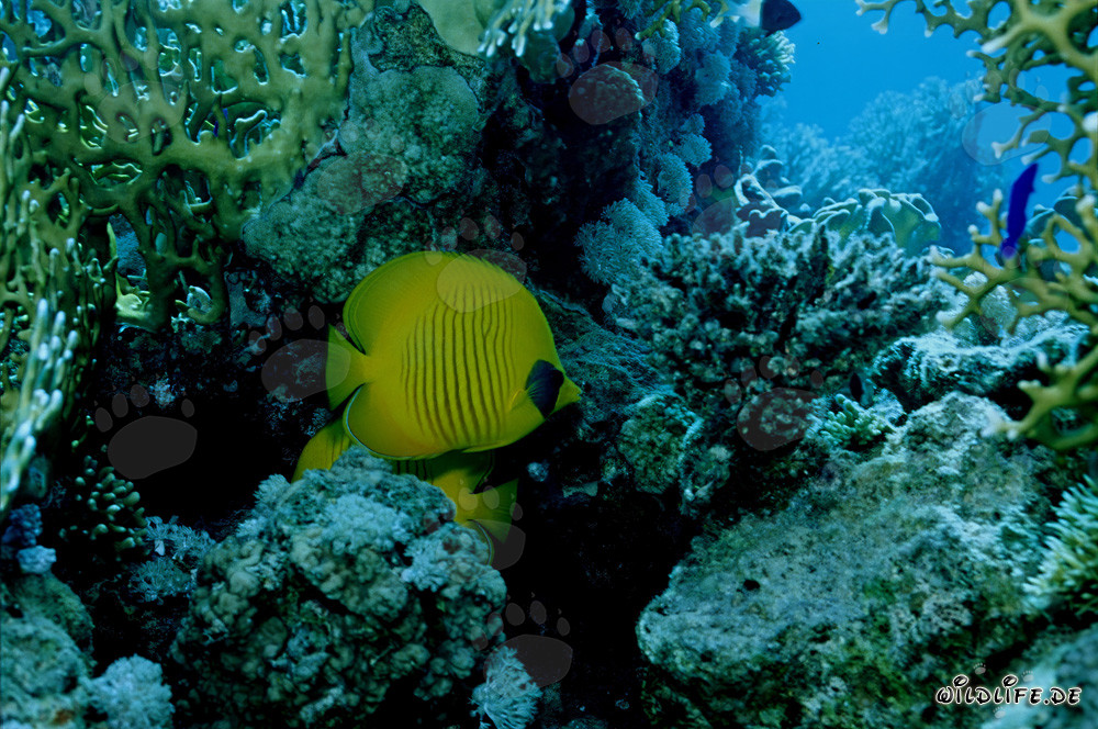 Affascinante Pesce farfalla mascherato nel Mar Rosso