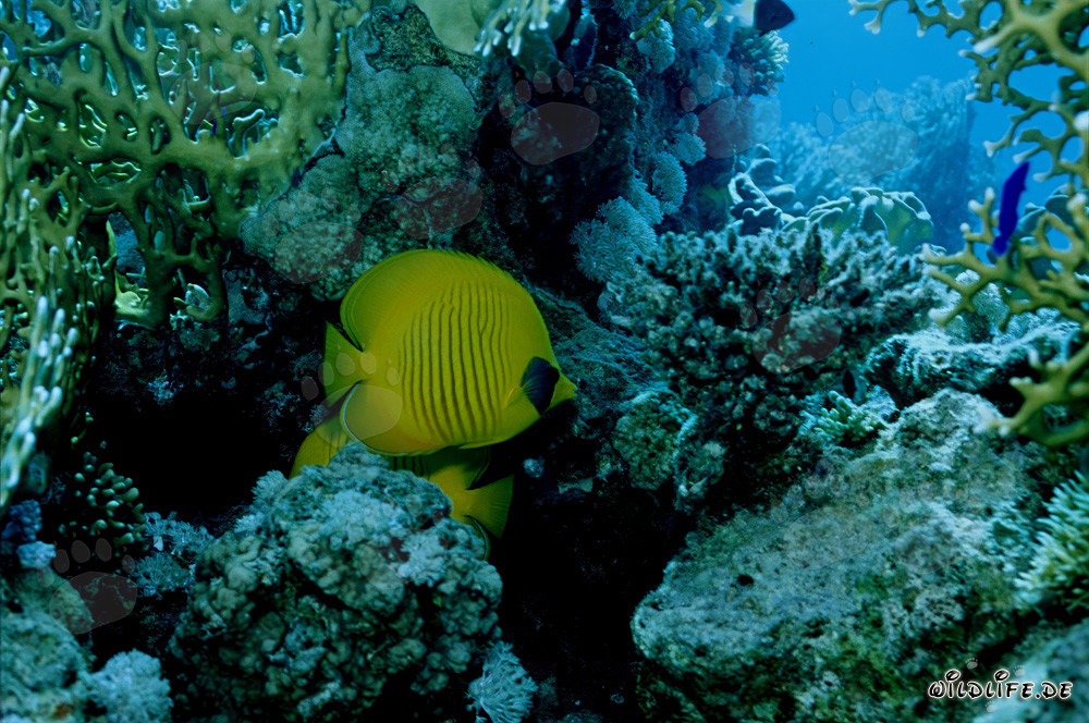 Fascinant Poisson-papillon masqué dans la Mer Rouge