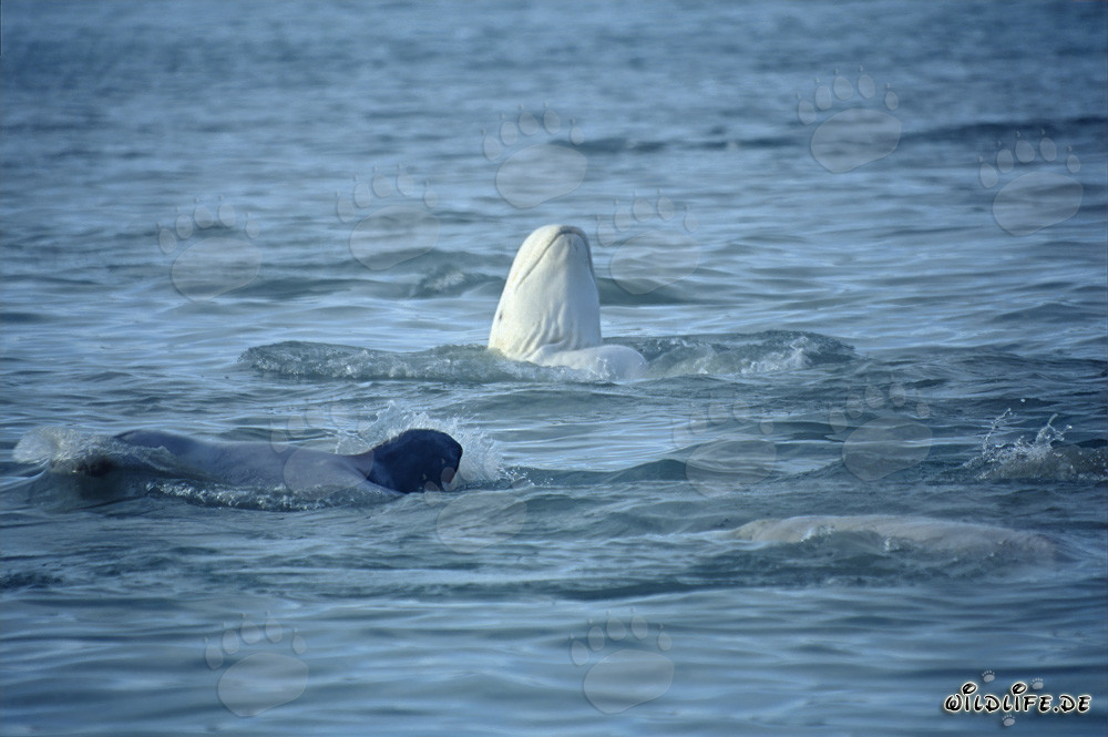 Ballena beluga observando curiosamente el entorno