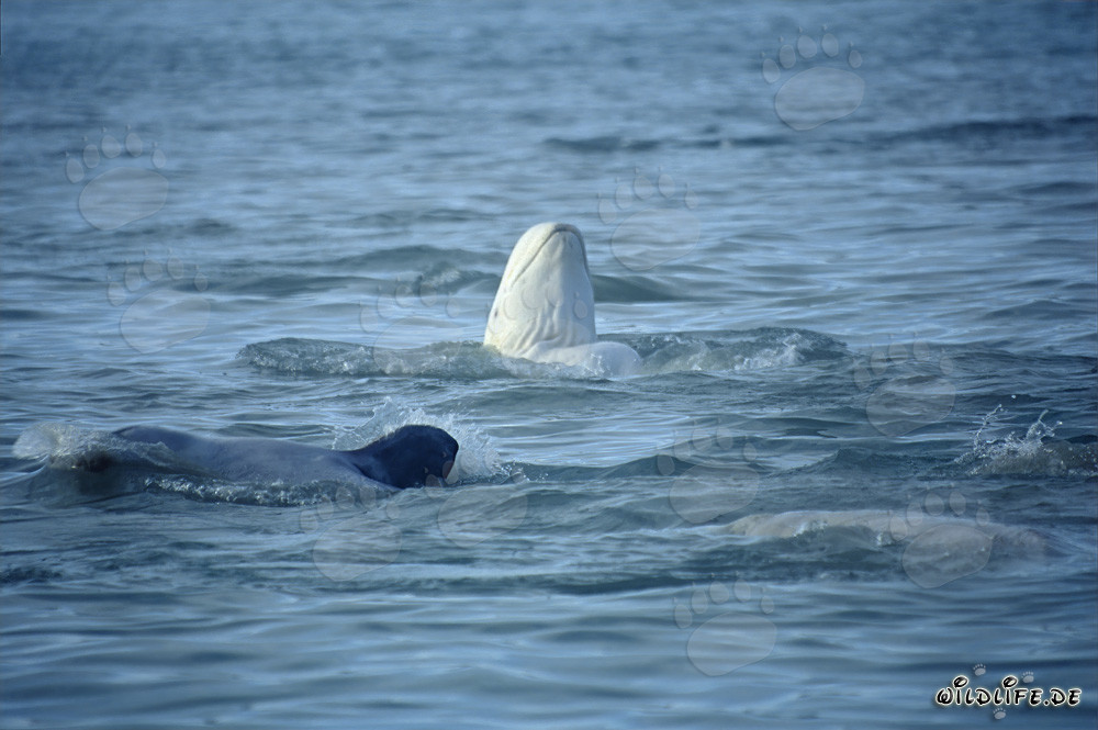 Curious Beluga whale observing the surroundings