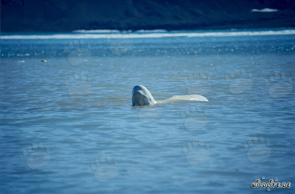 Baleine beluga majestueuse émerge de l'eau