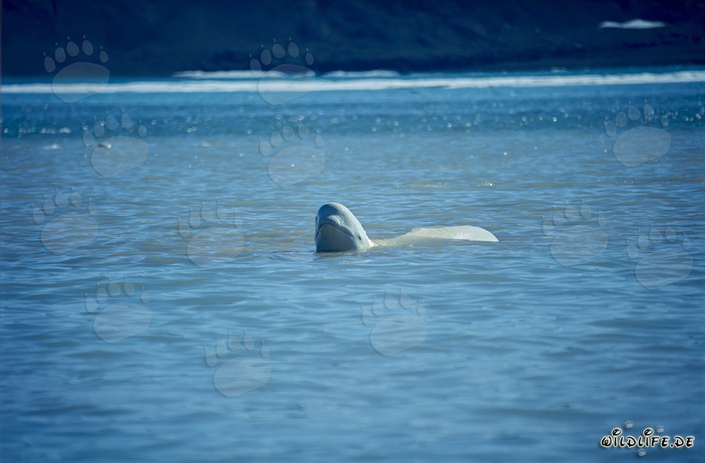 Ballena beluga majestuosa emerge del agua
