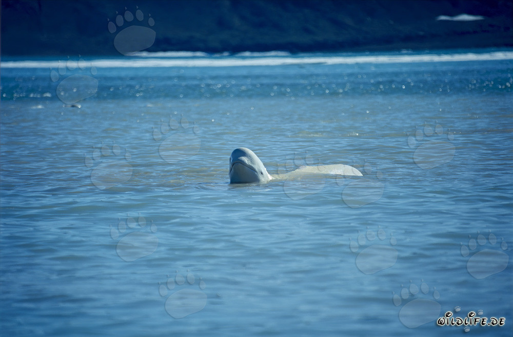 Majestoso Beluga emerge dall'acqua