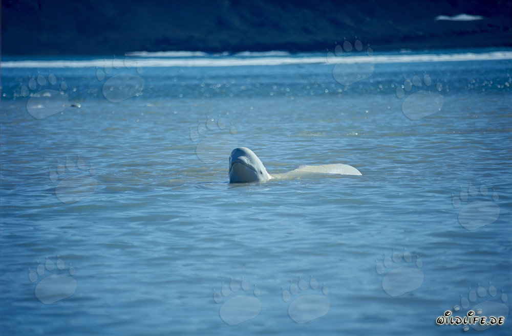 Majestätischer Beluga-Wal taucht aus dem Wasser auf