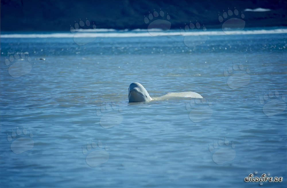 Majestic Beluga Whale Emerges from the Water