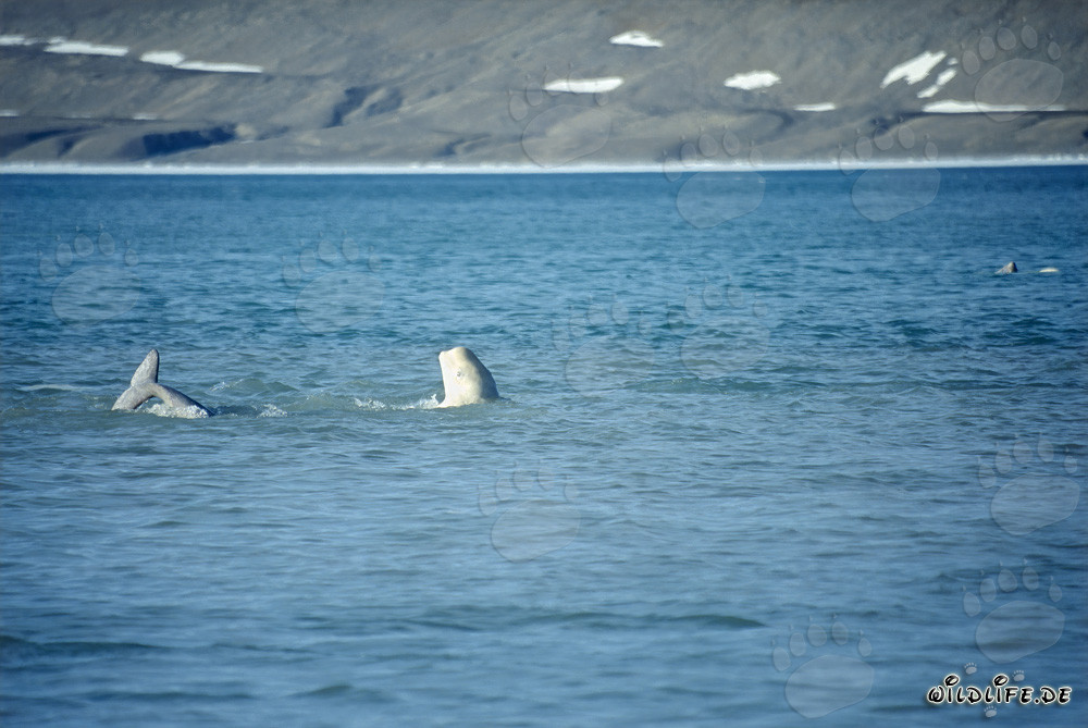 Baleines belugas au Cunningham Inlet sur l'île de Somerset