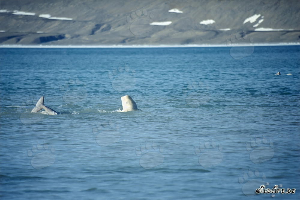 Balene beluga al Cunningham Inlet sull'isola di Somerset
