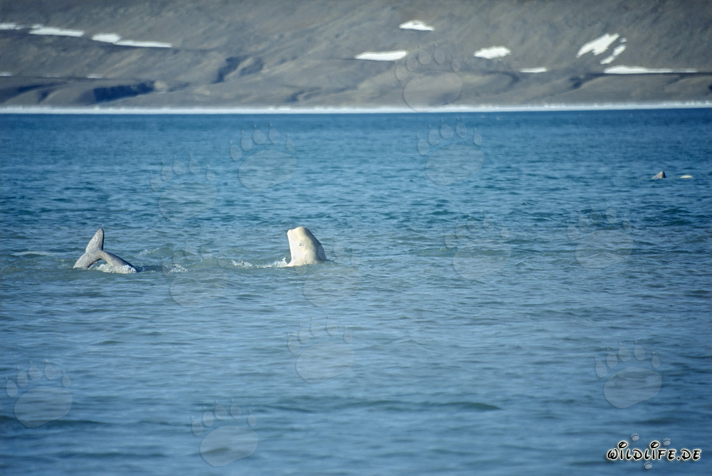 Beluga Wale am Cunningham Inlet auf Somerset Island