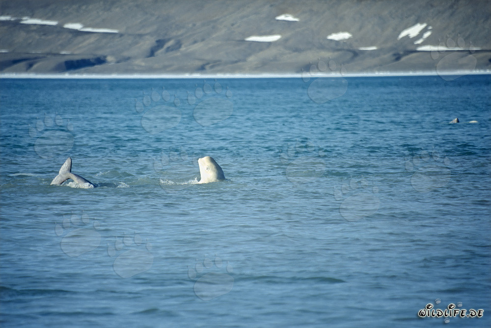 Beluga whales at Cunningham Inlet on Somerset Island
