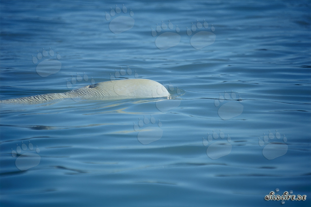 Baleines bélugas dans le fjord Cunningham sur l'île de Somerset
