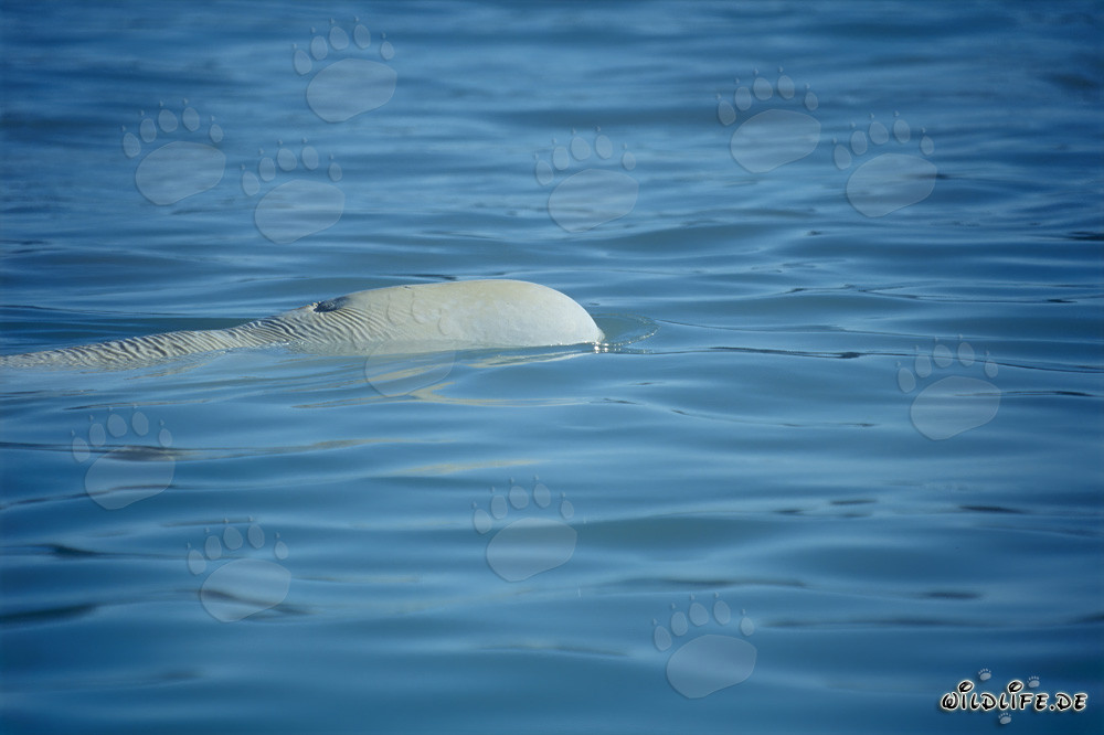 Balene beluga nel fiordo Cunningham sull'isola di Somerset