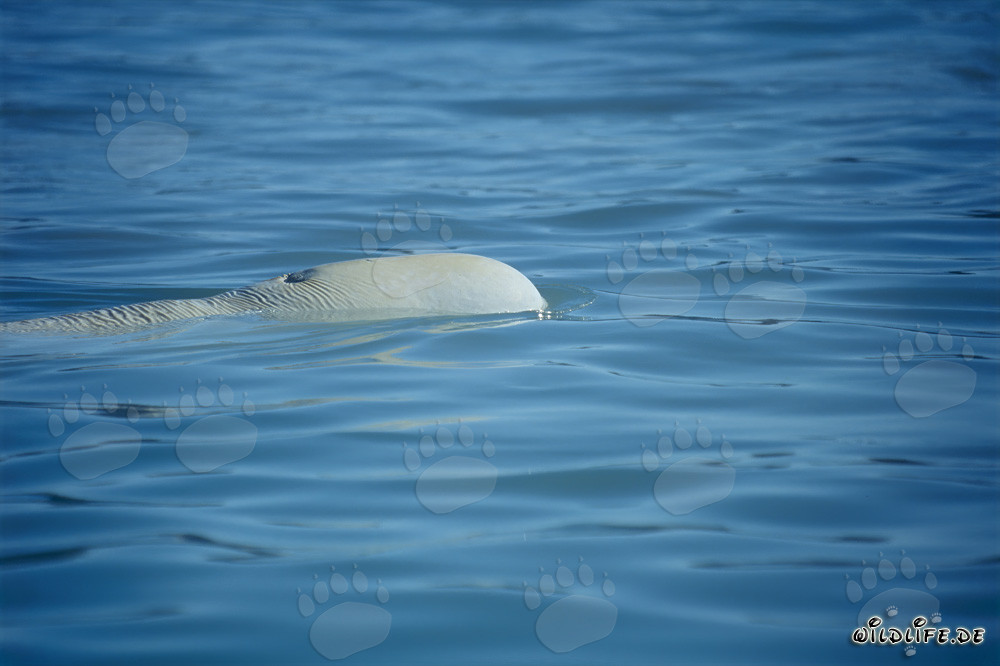 Beluga Wale im Cunningham Inlet auf Somerset Island