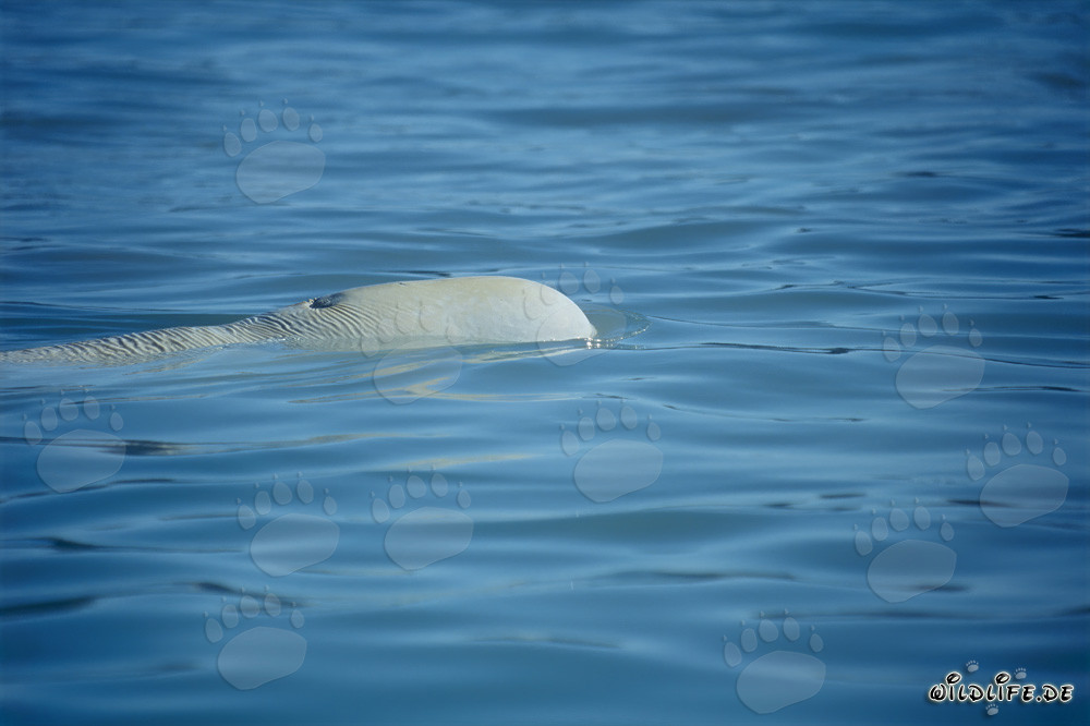 Beluga whales in the Cunningham Inlet on Somerset Island