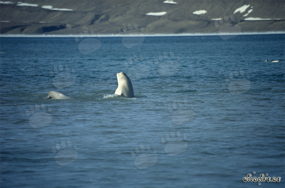Balena beluga emerge in superficie
