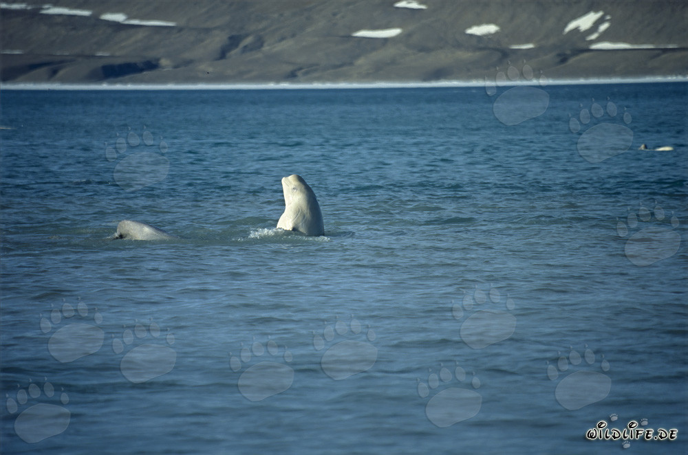 Beluga whale breaking through the water surface