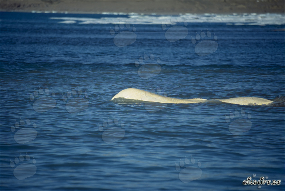 Beluga whales at Cunningham Inlet on Somerset Island