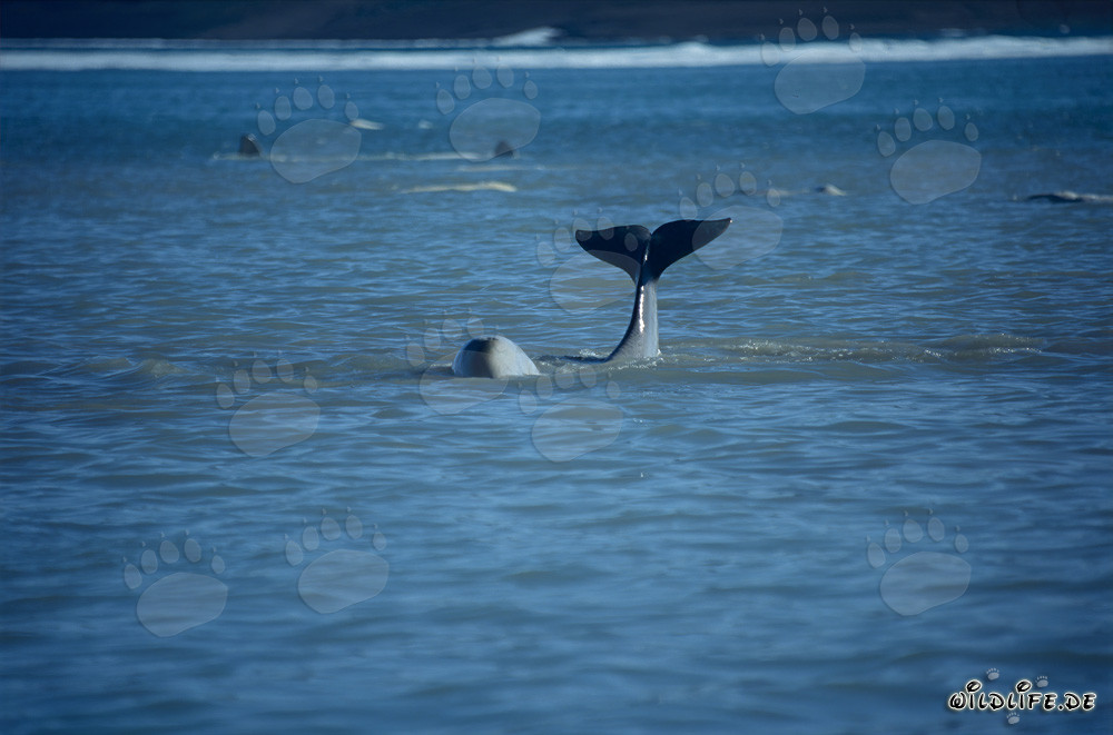 Ballena beluga con aleta caudal impresionante