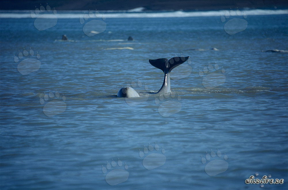 Balena beluga con pinna caudale impressionante