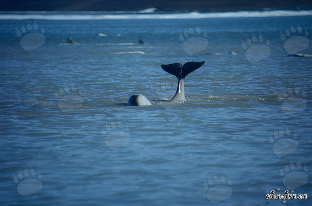 Beluga whale with impressive tail fin
