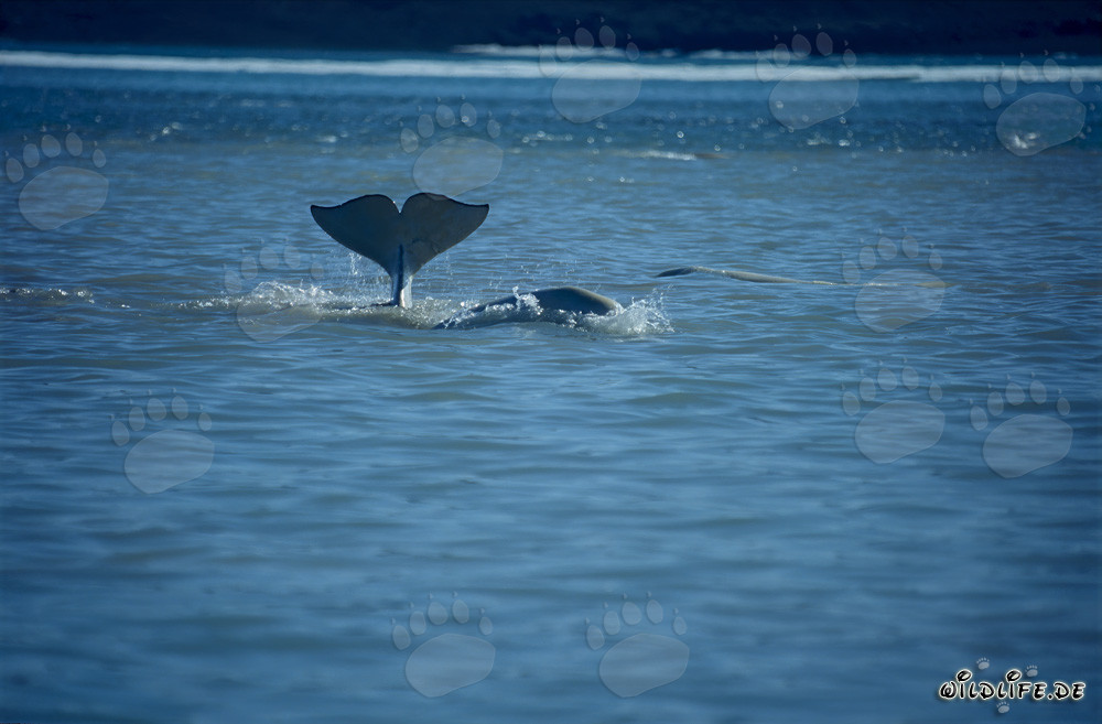 Fascinante aleta caudal de beluga emerge del océano