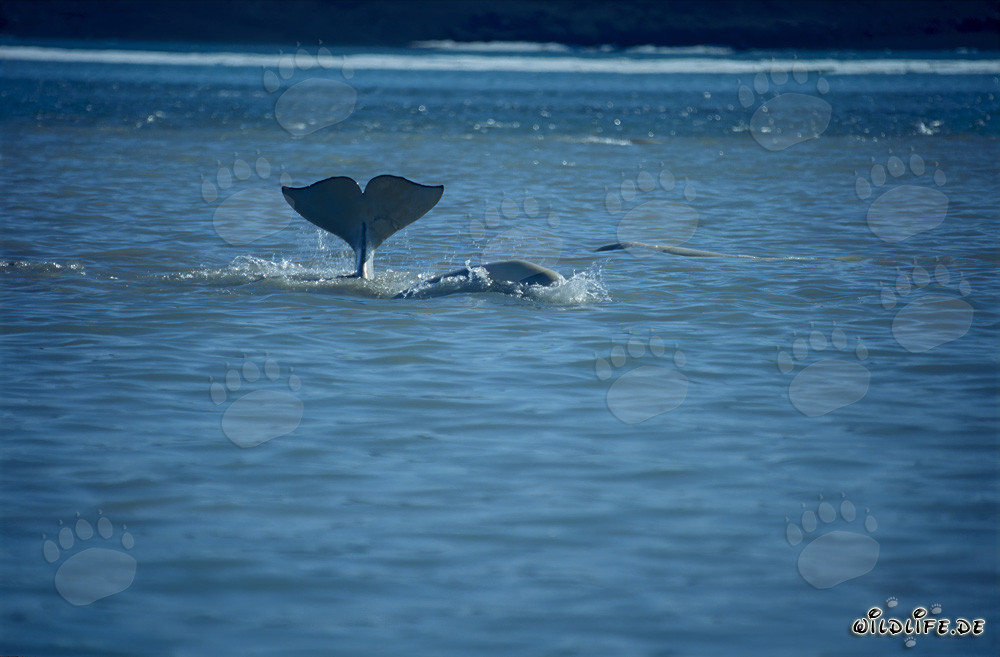 Fascinante pinna caudale di beluga emerge dall'oceano