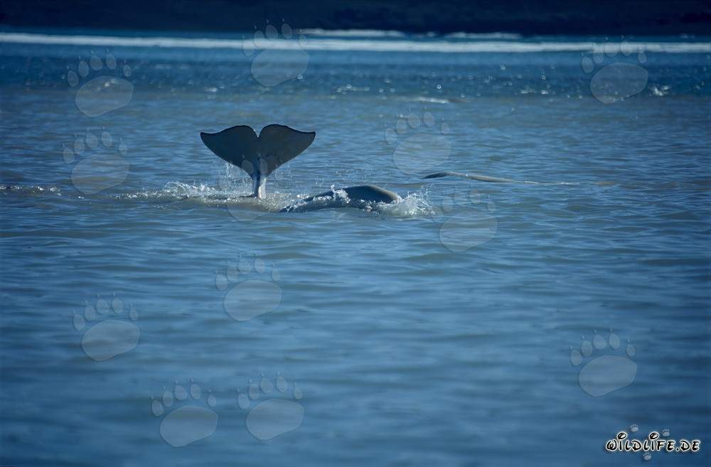Faszinierende Beluga Schwanzflosse taucht aus dem Ozean auf