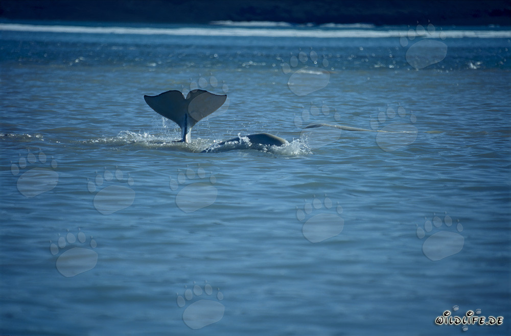 Fascinating Beluga whale fluke emerges from the ocean