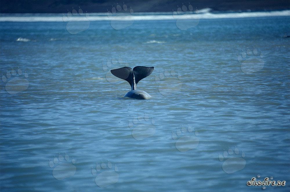 Baleines belugas au Cunningham Inlet sur l'île de Somerset