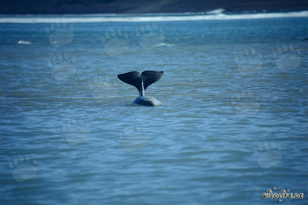 Balene beluga al Cunningham Inlet sull'isola di Somerset