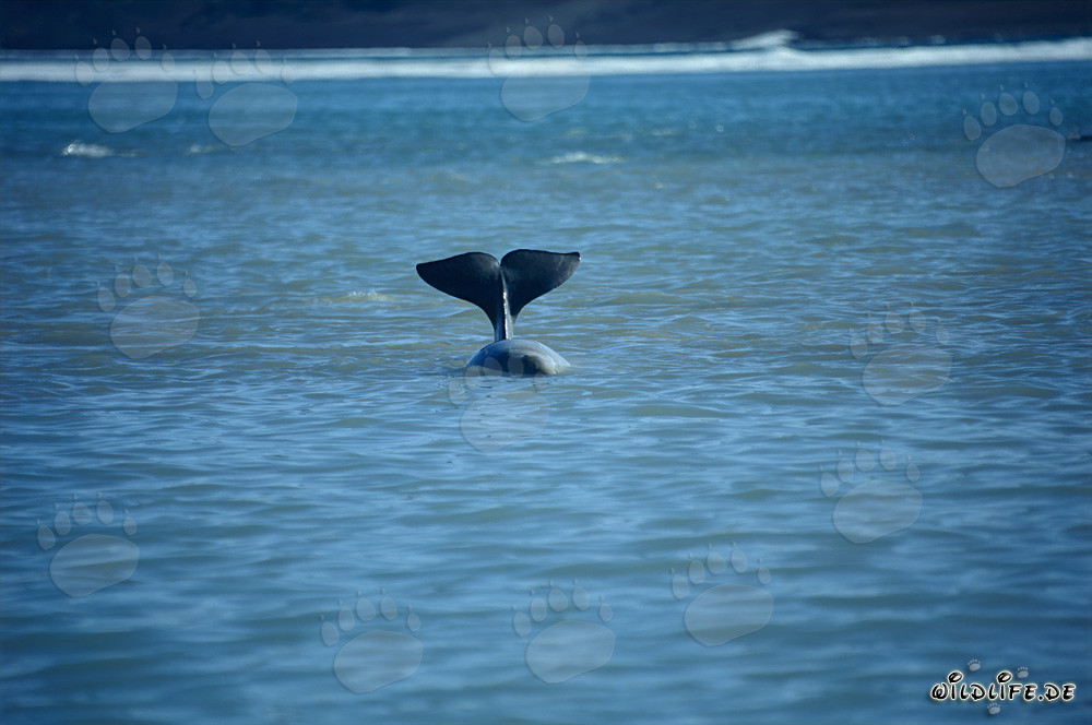 Ballenas beluga en Cunningham Inlet en la isla de Somerset