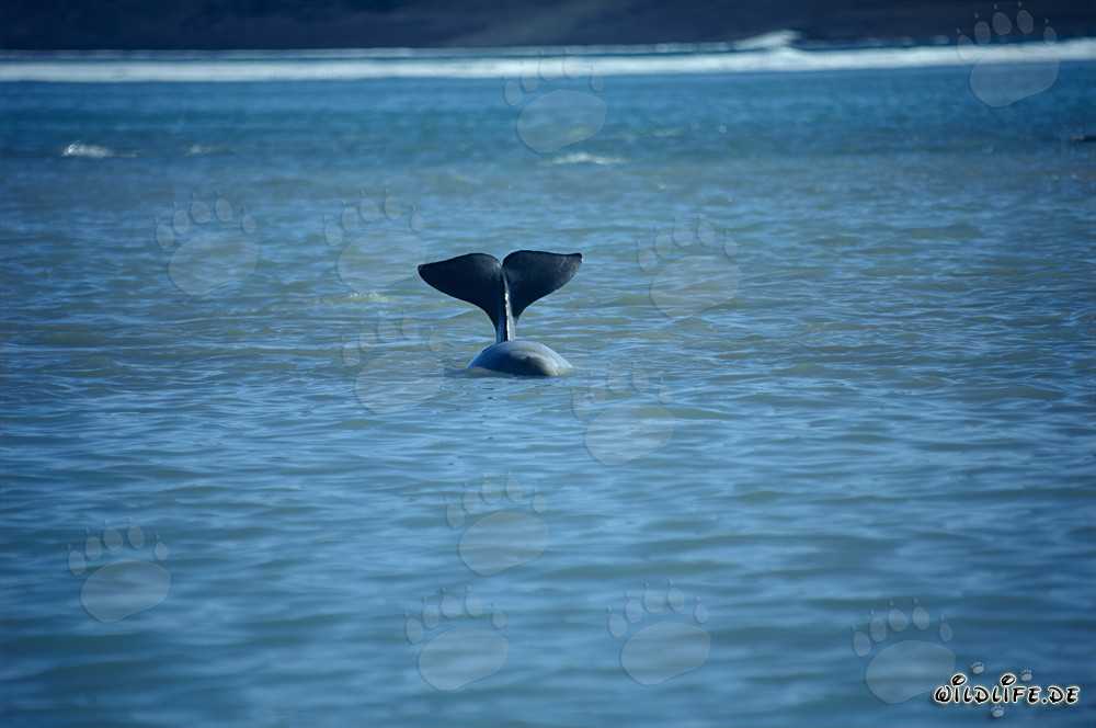 Beluga Wale am Cunningham Inlet auf Somerset Island