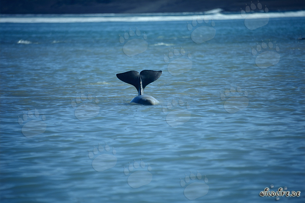 Beluga Whales at Cunningham Inlet on Somerset Island