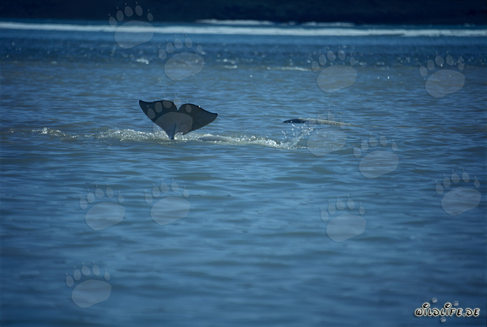 Baleine beluga plonge dans les eaux de l'île de Somerset