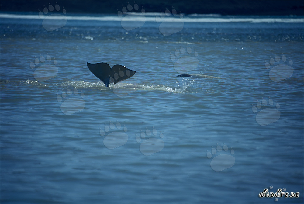 Ballena beluga se sumerge en las aguas de la isla de Somerset