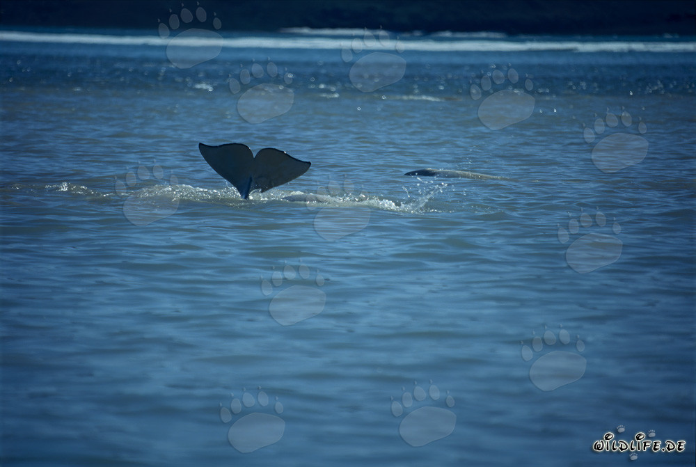 Beluga si tuffa nelle acque dell'isola di Somerset