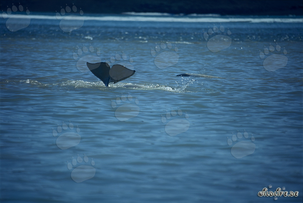 Beluga Wal taucht ab in den Gewässern von Somerset Island