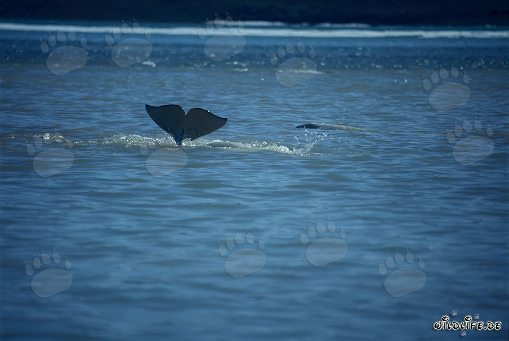 Beluga whale diving in the waters of Somerset Island