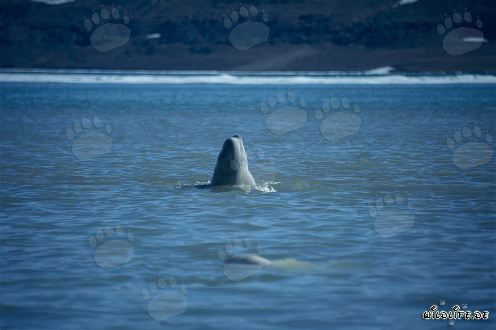 Beluga che emerge maestosamente dalla superficie dell'acqua