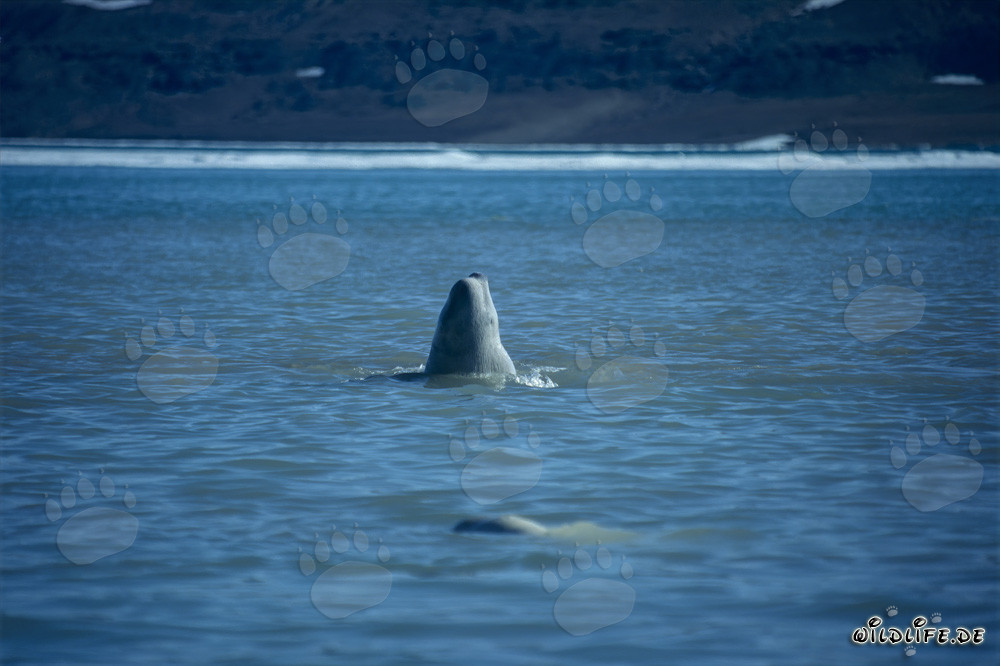 Béluga majestueux émerge de la surface de l'eau