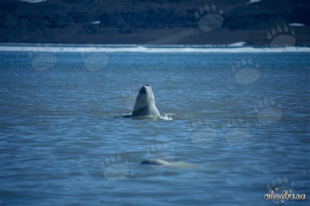 Beluga-Wal durchbricht majestätisch die Wasseroberfläche