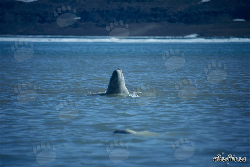 Beluga Whale majestically breaks through the water surface