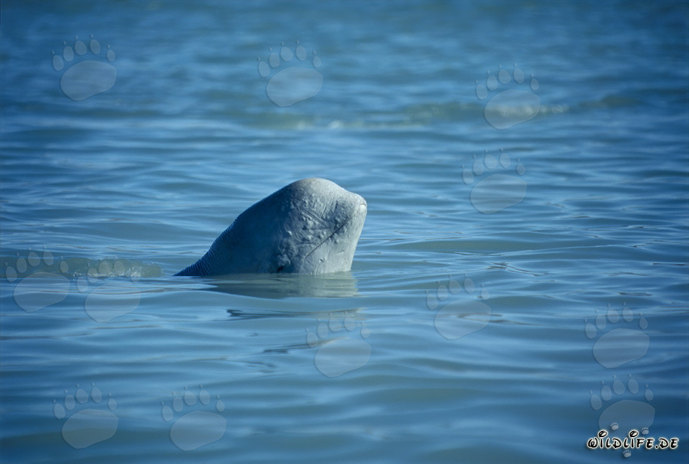 Giovane beluga curioso spunta dall'acqua limpida