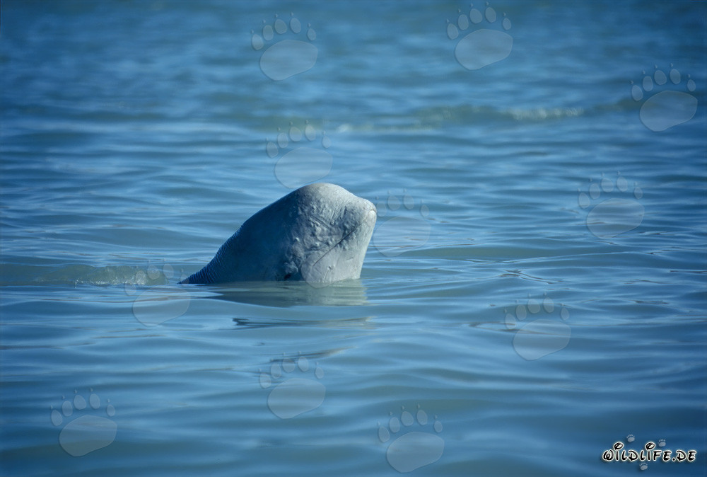 Joven beluga curioso asoma desde el agua clara