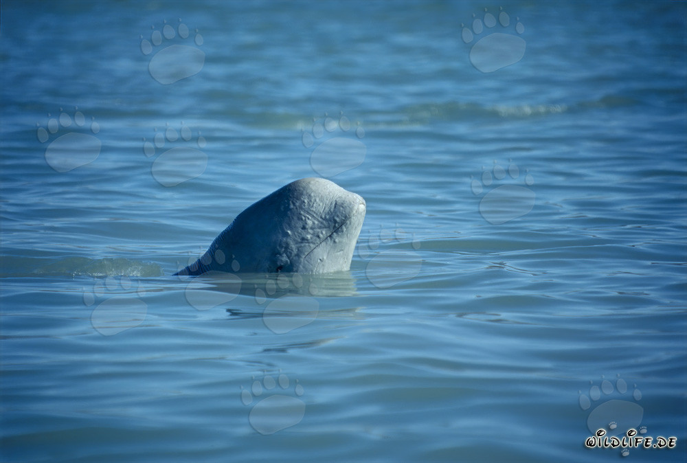 Junges Beluga schaut neugierig aus dem klaren Wasser
